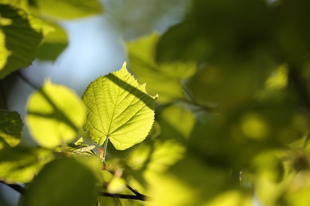 Feuilles de tilleul de printemps sur une brindille dans la forêt