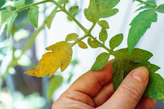 Feuilles de tomates affectées par les tétranyques et les pucerons