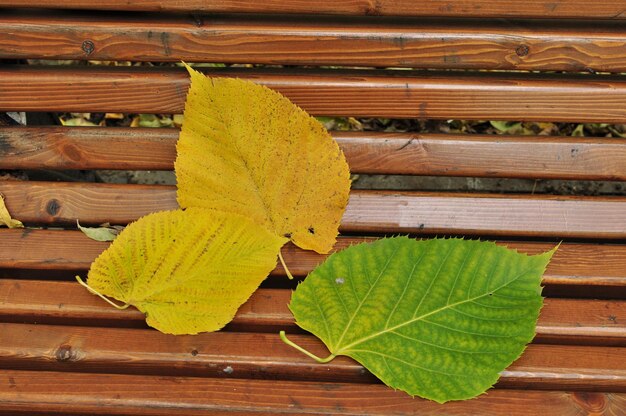 Feuilles tombant d'un arbre sur un banc de parc. Des feuilles de tilleul jaunes et jaunissantes reposent sur un banc en bois. Fond.