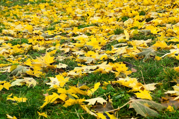 feuilles tombées des arbres à l'automne