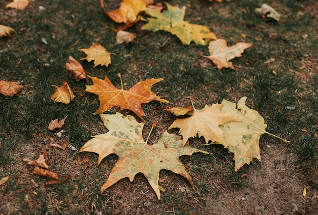 Feuilles tombées des arbres