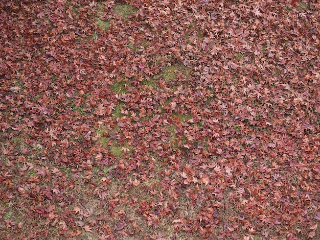 Feuilles tombées en arrière-plan d'automne