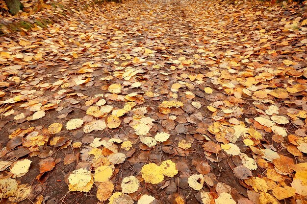 feuilles tombées automne abstrait, feuilles jaunes, octobre dans le parc, design saisonnier