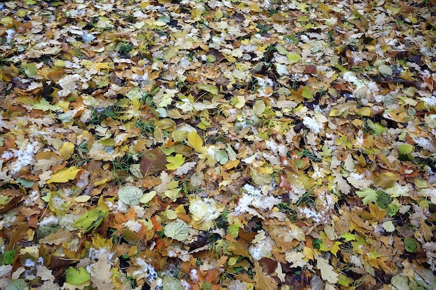 feuilles tombées automne abstrait, feuilles jaunes, octobre dans le parc, design saisonnier