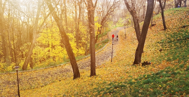 Feuilles tombées dans le parc d'automne, arbres nus.