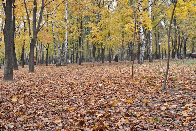 Feuilles tombées dans le parc d'automne