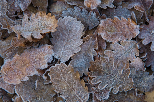 Feuilles tombées avec du givre le matin