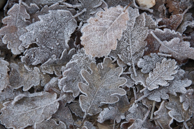 Feuilles tombées avec du givre le matin