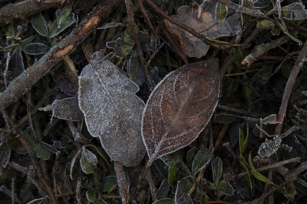 Feuilles tombées avec du givre le matin