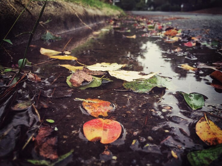 Photo des feuilles tombées sur une flaque de eau dans la rue