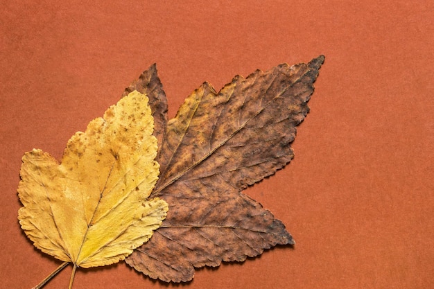 Feuilles tombées sur fond marron