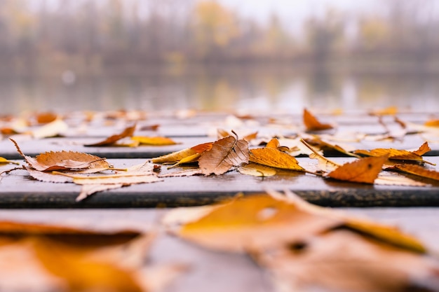 Feuilles tombées humides sur une plate-forme en bois pour la pêche