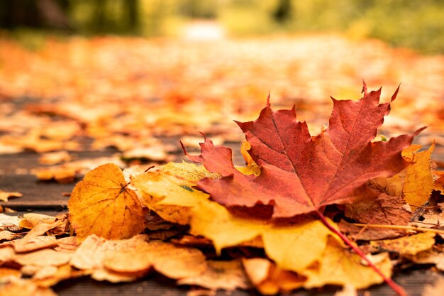 Feuilles Tombées Jaune Vif, Rouge Et Orange Sur Le Chemin Dans La Forêt D'automne Par Temps Ensoleillé