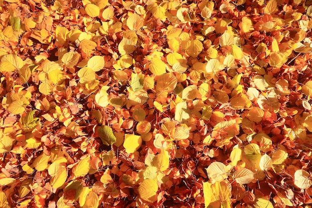 feuilles tombées jaunes fond abstrait, calendrier automne doré