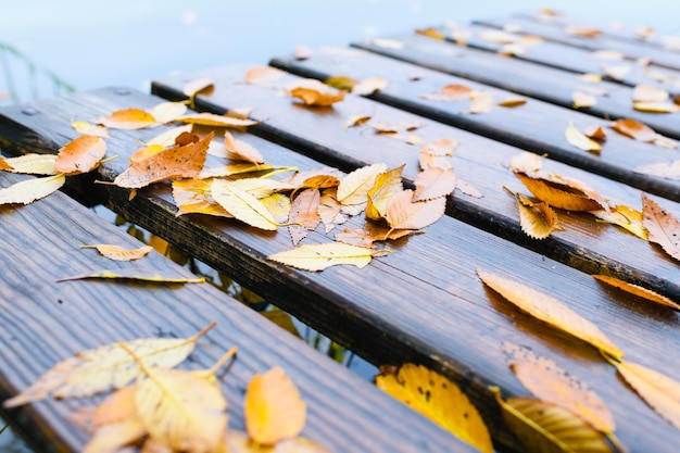 Feuilles tombées sur une planche de bois au bord de la rivière