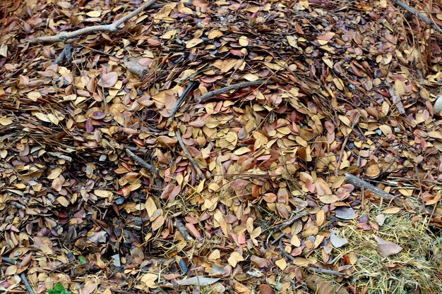 Feuilles tombées pour le compost