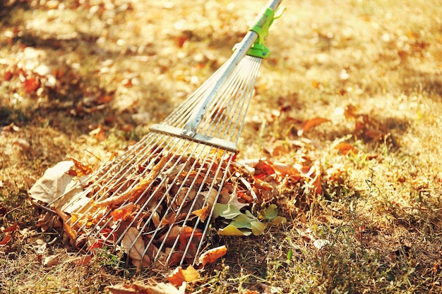 Feuilles tombées et râteau au parc