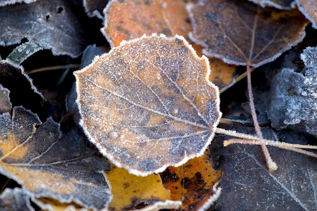 Feuilles tombées sèches couvertes de givre sur le sol