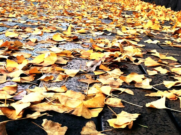 Les feuilles tombées sur le sentier en automne