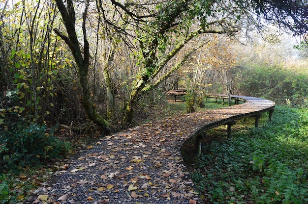 Des feuilles tombées sur le trottoir au milieu des plantes et des arbres de la forêt