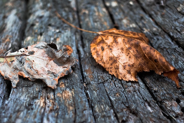 Feuilles tombées sur une vieille planche Écorce d'arbre Concept d'automne d'automne Mise au point sélective en gros plan