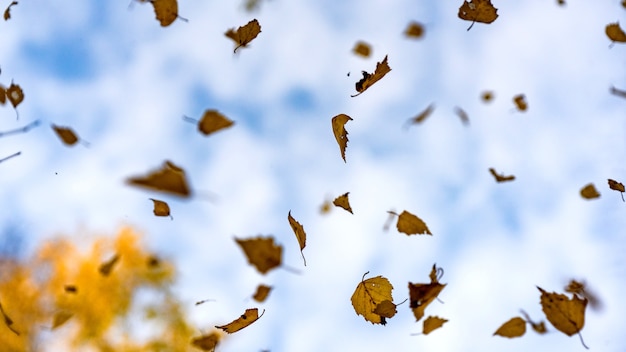 Les Feuilles Tombent Des Arbres. Automne Dans La Forêt Sibérienne, Tomsk.