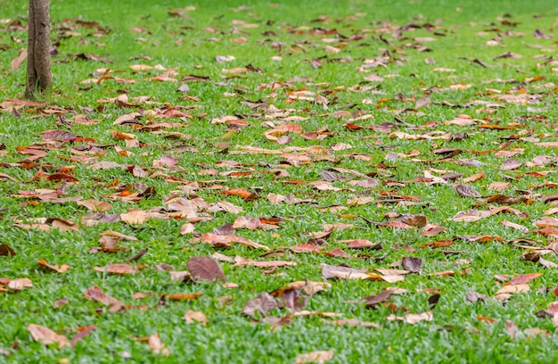 Les feuilles tombent sur la pelouse