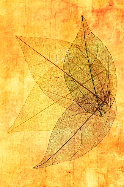 Feuilles transparentes avec orange et jaune