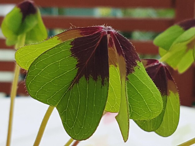 Photo les feuilles de trèfle