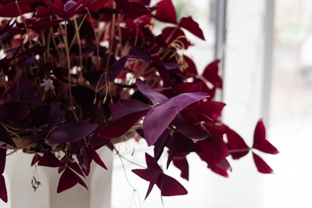 Feuilles triangulaires rouges d'une plante d'intérieur