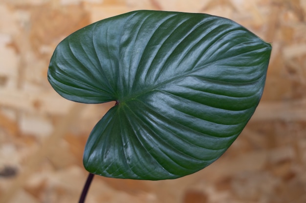 Photo feuilles triangulaires vert foncé