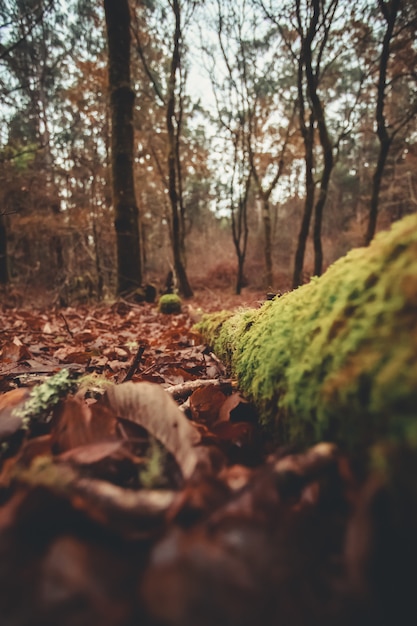 Feuilles et troncs dans la forêt