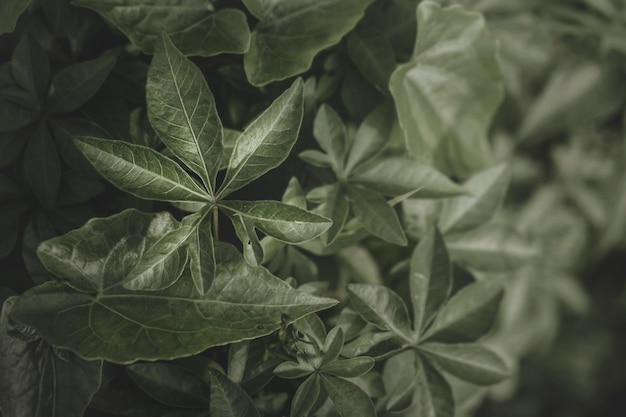 Feuilles de tropica vertes sur fond sombre. Photographie discrète et macro pour fond de printemps.