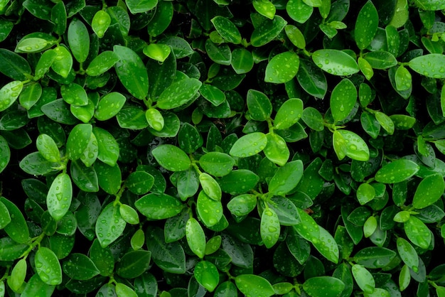 Feuilles tropicales abstraites feuilles vertes texture nature fond