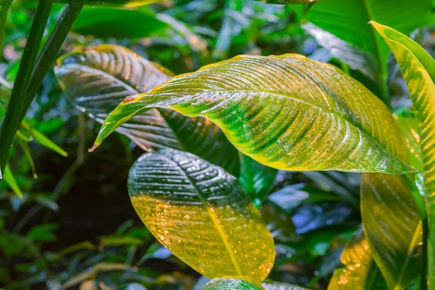 Feuilles tropicales après la pluie. Fond de nature de jungle.