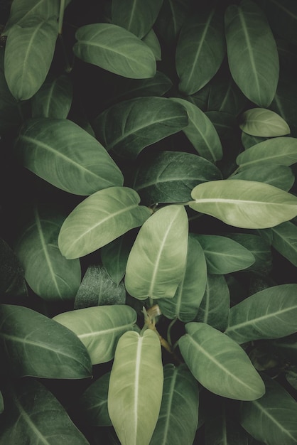 Feuilles tropicales asiatiques abstrait feuille verte texture nature fond