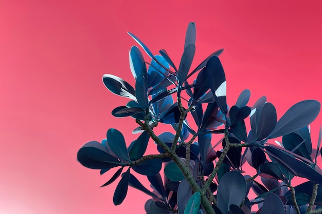 Les feuilles tropicales colorées dans les branches contre la texture bleue du ciel fond floral frais