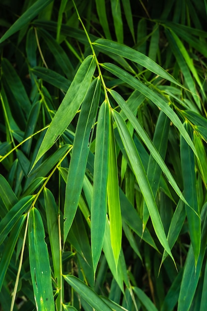 Feuilles tropicales dans la nature, fond naturel de feuille de bambou de feuillage.