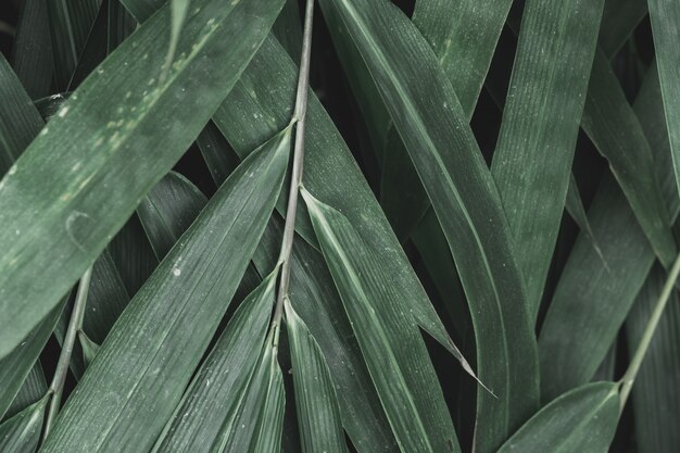 Feuilles tropicales dans la nature