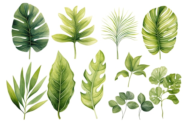 feuilles tropicales dans des nuances de vert avec un effet d'aquarelle sur un fond blanc