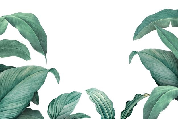 Des feuilles tropicales dessinées à la main à l'arrière-plan transparent png