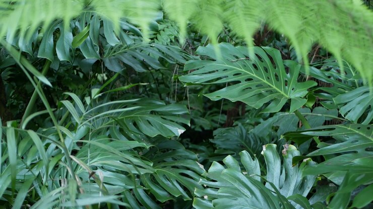 Photo feuilles tropicales exotiques de forêt tropicale de jungle de monstera, forêt amazonienne. verdure foncée, feuillage luxuriant.