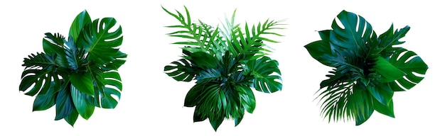 Photo feuilles tropicales feuillage plante bush arrangement floral nature toile de fond isolé sur fond blanc