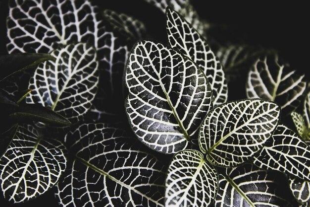 Photo feuilles tropicales feuilles bleu-vert feuilles naturelles