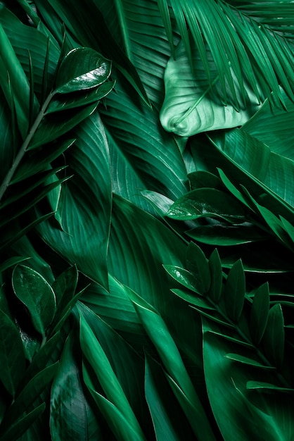 feuilles tropicales feuilles vertes abstraites texture nature fond
