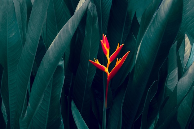 Feuilles tropicales fleur colorée sur la nature de feuillage tropical foncé fond nature feuillage vert foncé