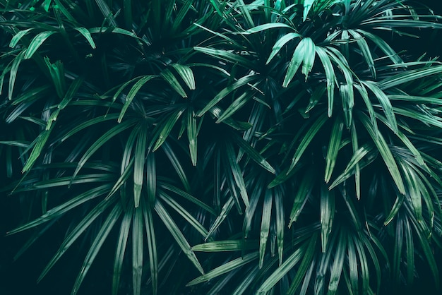 Feuilles tropicales fond de nature sombre