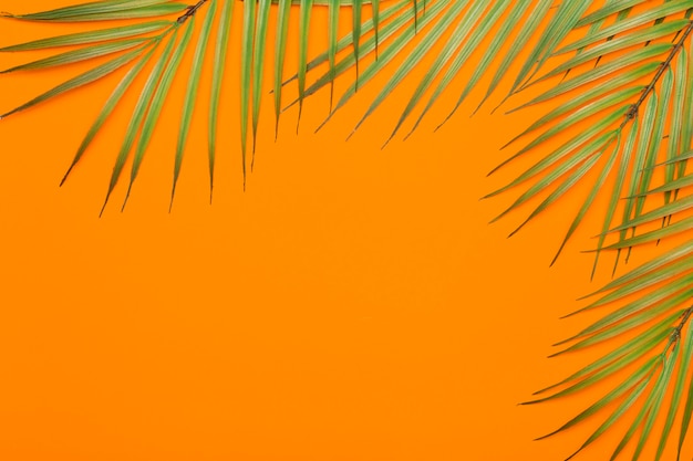 Feuilles tropicales sur fond orange