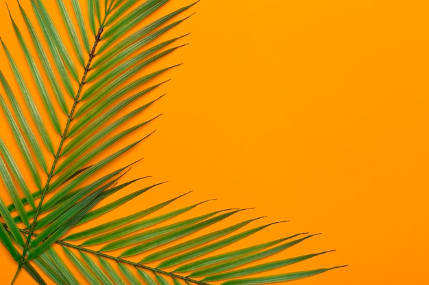 Feuilles tropicales sur fond orange