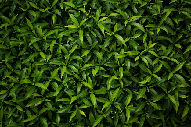feuilles tropicales fond vert foncé nature feuillage abstrait nature fond